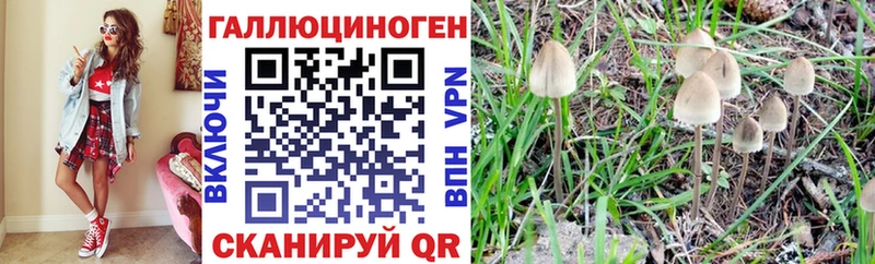 наркота  Гурьевск  блэк спрут   Галлюциногенные грибы Psilocybine cubensis 